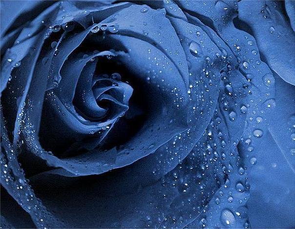 Синяя роза - роза, цветы, синее - оригинал