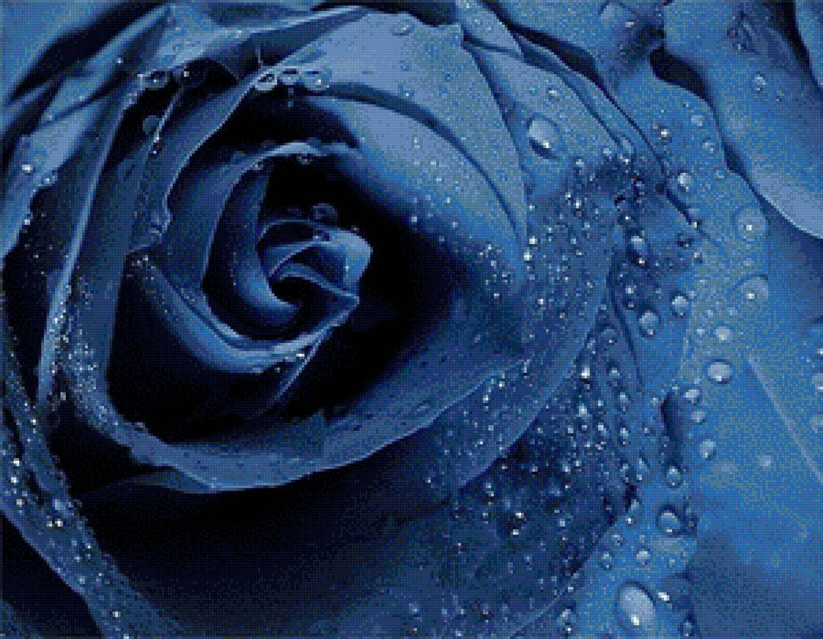Синяя роза - роза, цветы, синее - предпросмотр