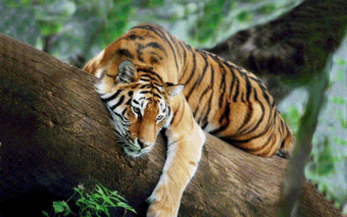 Индокитайский тигр - большие кошки, тигр, дикие кошки - предпросмотр