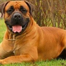 Схема вышивки «Джерри»