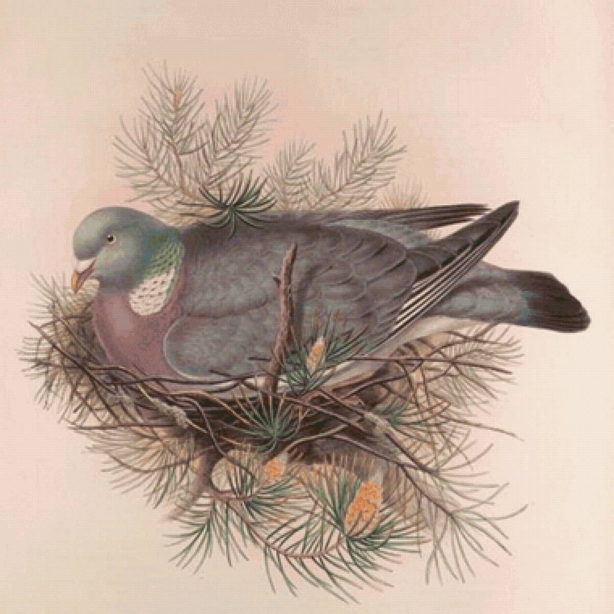 Pássaro. - pássaros. - предпросмотр