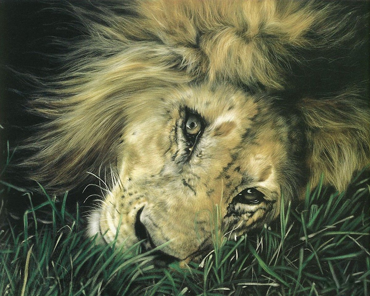 Уставший лев - лев, картина, животные - оригинал