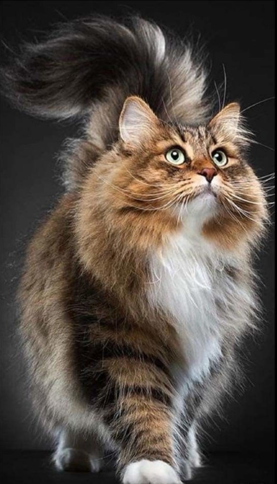 Кот - кот - оригинал