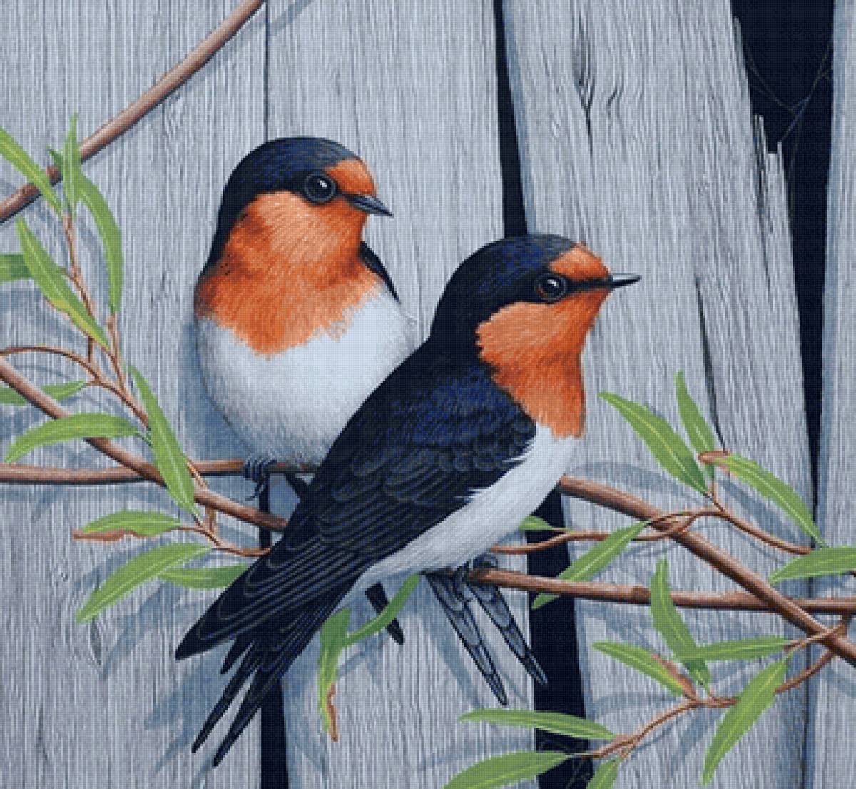 Pássaros . - pássaros. - предпросмотр