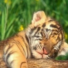 спящий тигренок