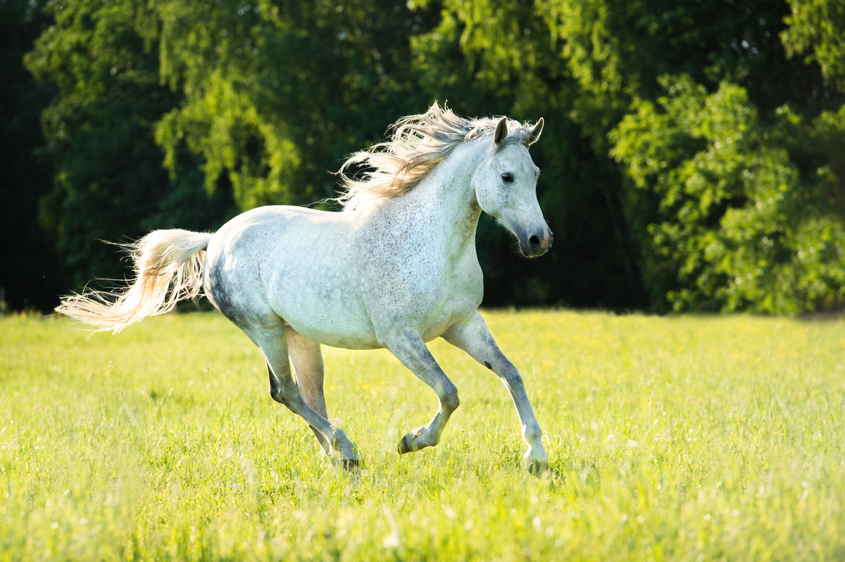 Лошадь белая - конь, лошадь, животные - оригинал