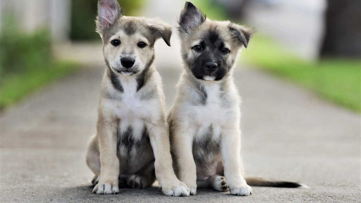 Милые собачки - друзья, собаки, щенки - оригинал