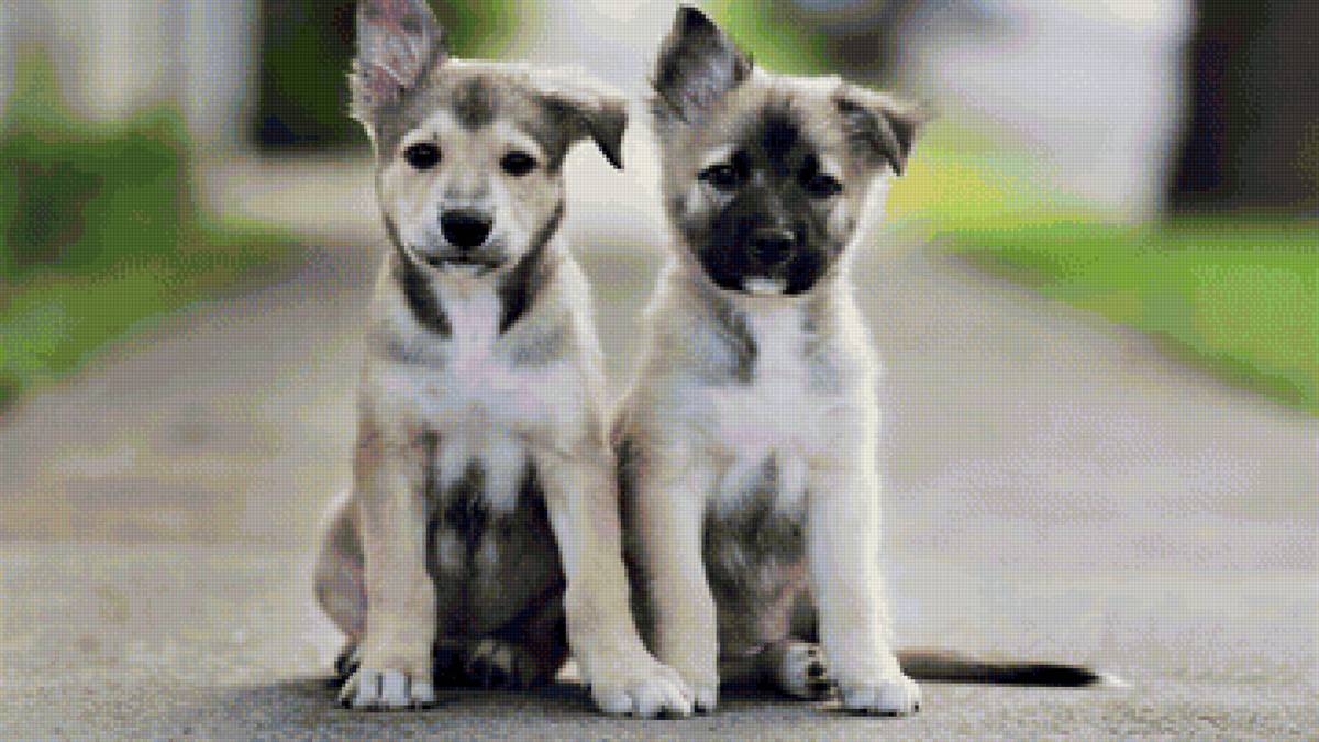 Милые собачки - друзья, щенки, собаки - предпросмотр