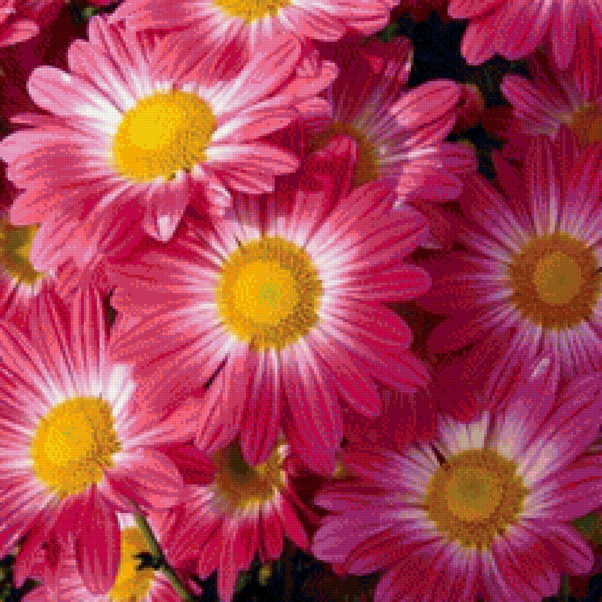 Хризантемы - подушка, цветы, хризантемы - предпросмотр