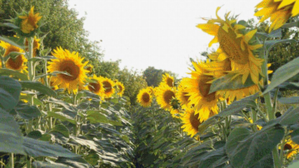 Подсолнечник обыкновенный - подсолнухи, природа, поле - предпросмотр