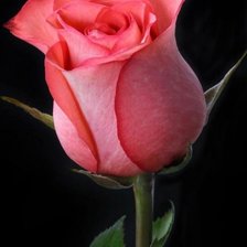 Схема вышивки «Роза»