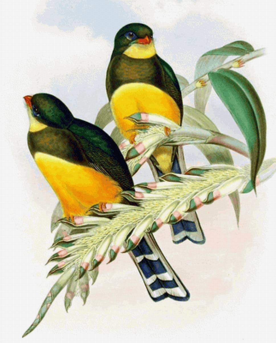 Pássaros . - pássaros. flores. - предпросмотр