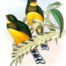 Схема вышивки «Pássaros .»