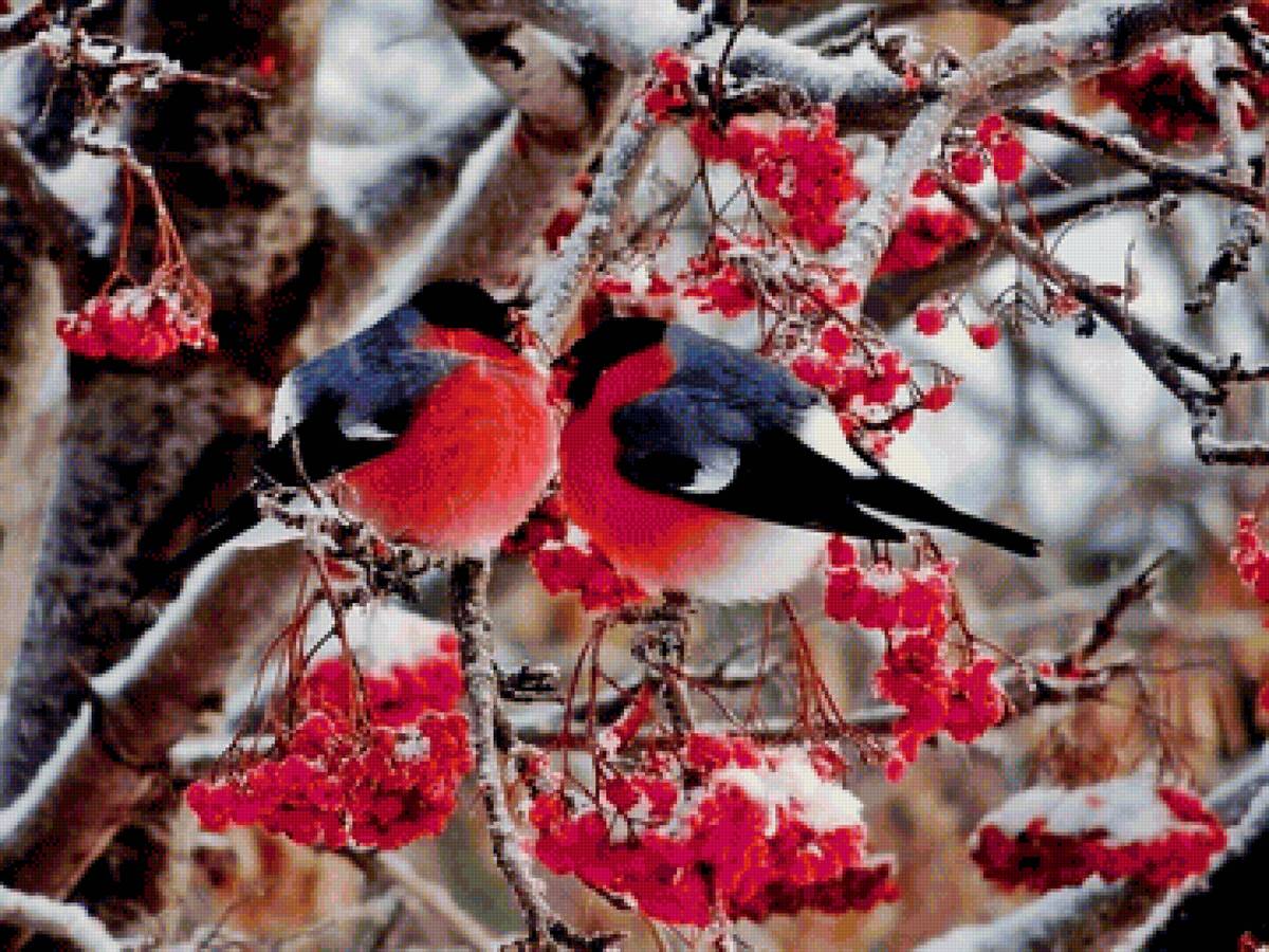 Снегири на рябине - природа, рябина, снегири - предпросмотр