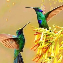 Схема вышивки «Colibri»