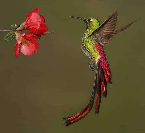 Colibrí - mariposas - оригинал