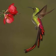 Схема вышивки «Colibrí»