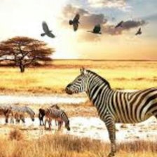 Схема вышивки «Африка»