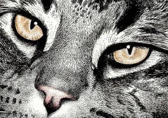 Любимые кошки - кошки, коты, домашние питомцы - оригинал