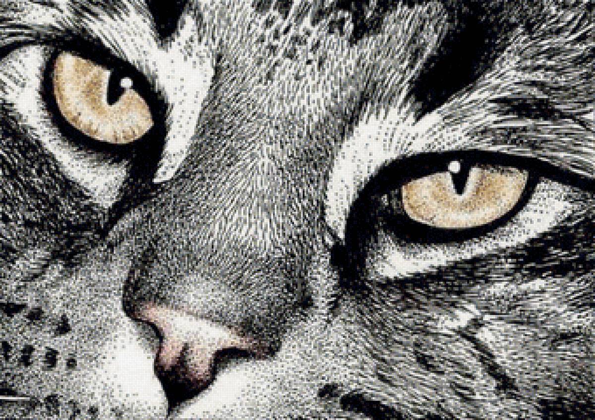 Любимые кошки - кошки, коты, домашние питомцы - предпросмотр