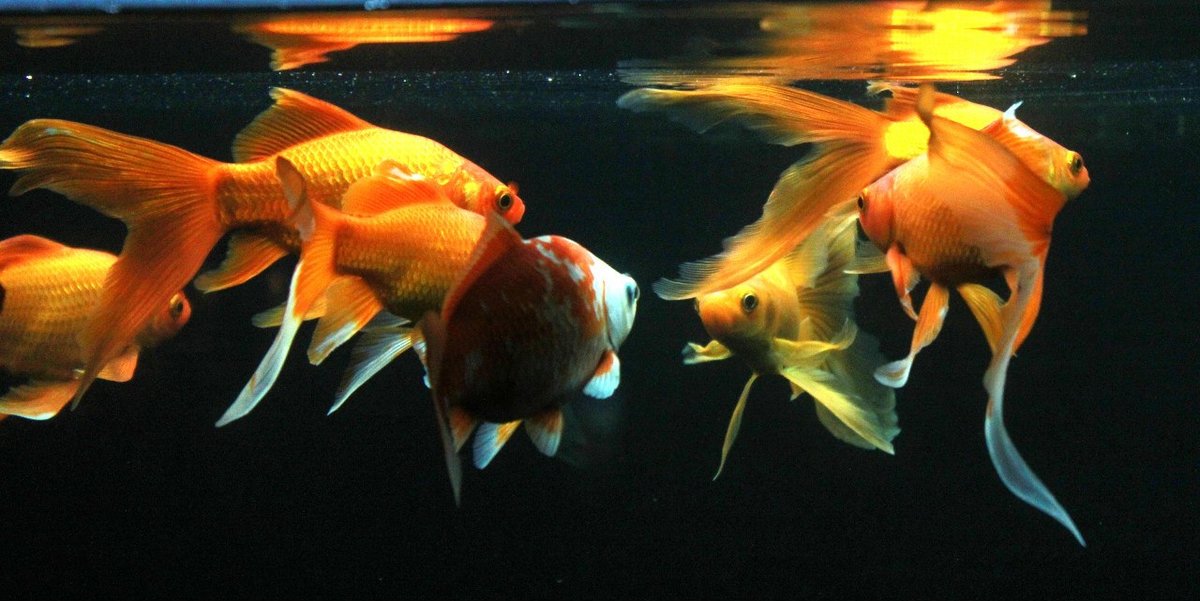 Авторское фото в Аквариуме Днепра Аквариум рыбки - сказка, рыбки, пушкин, сказки, рыбка, золотая рыбка - оригинал