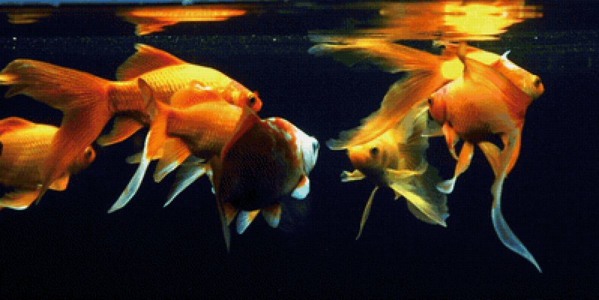 Авторское фото в Аквариуме Днепра Аквариум рыбки - рыбка, пушкин, сказка, рыбки, сказки, золотая рыбка - предпросмотр