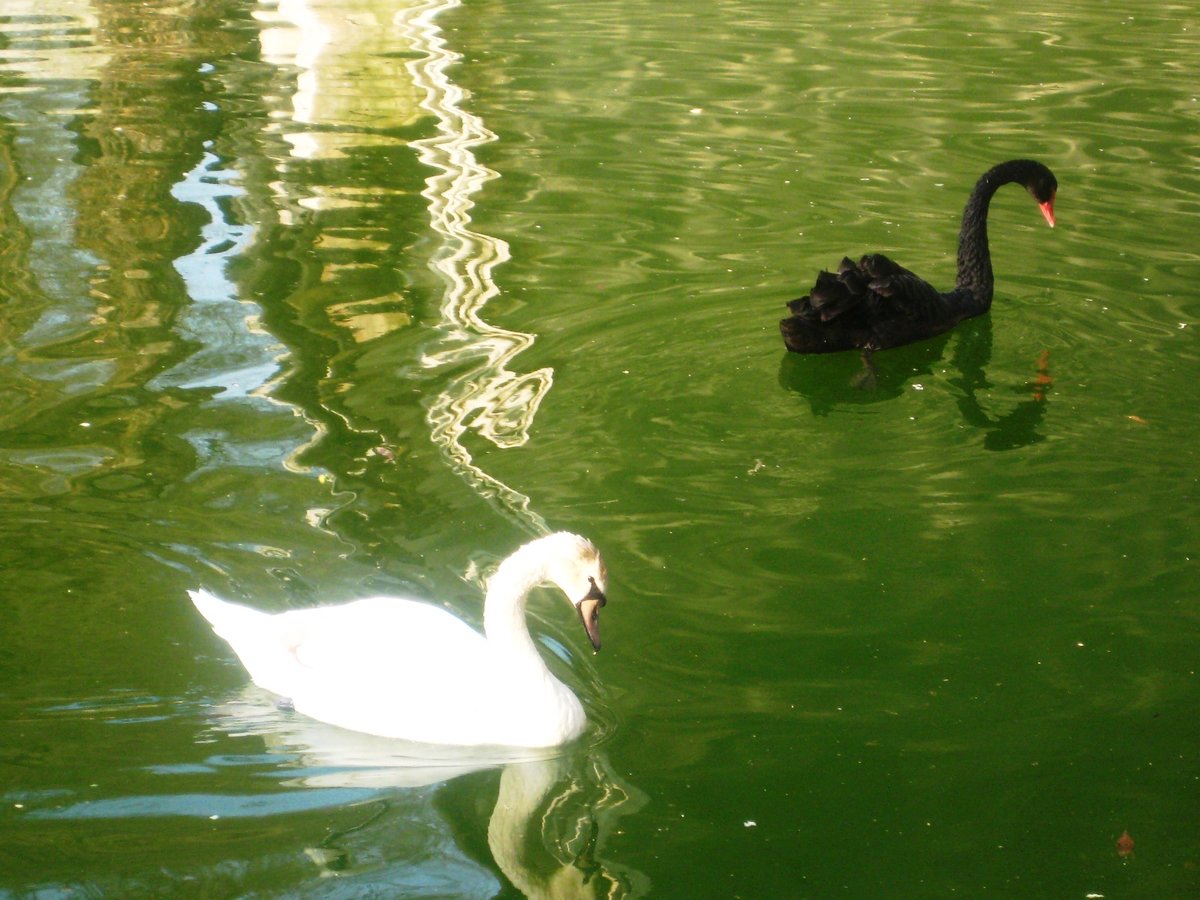 Пара лебедей - пара вбленных., пейзаж, птицы, любовь, лебеди - оригинал