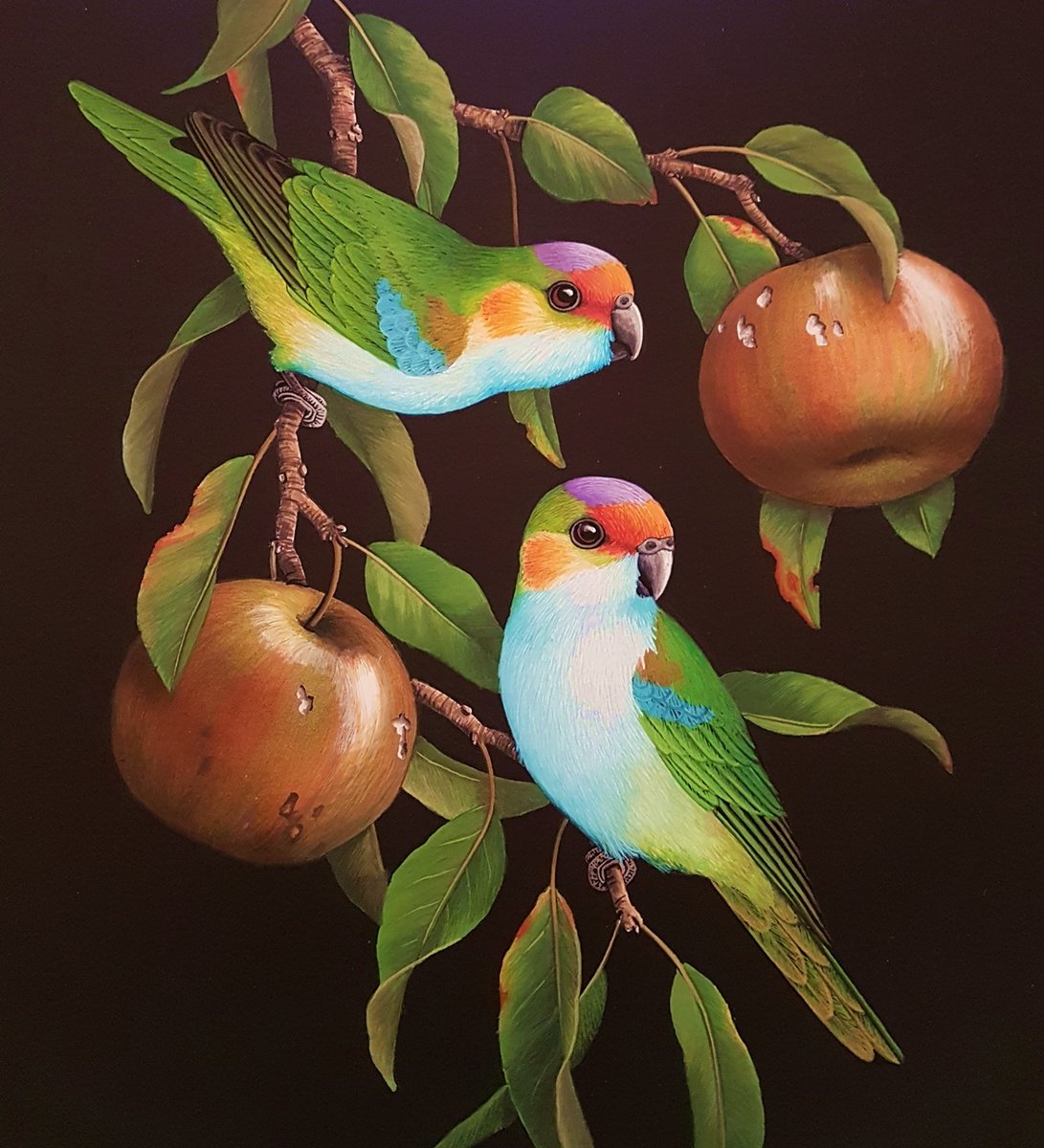 Pássaros . - pássaros .frutas. - оригинал