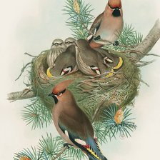 família de  pássaros