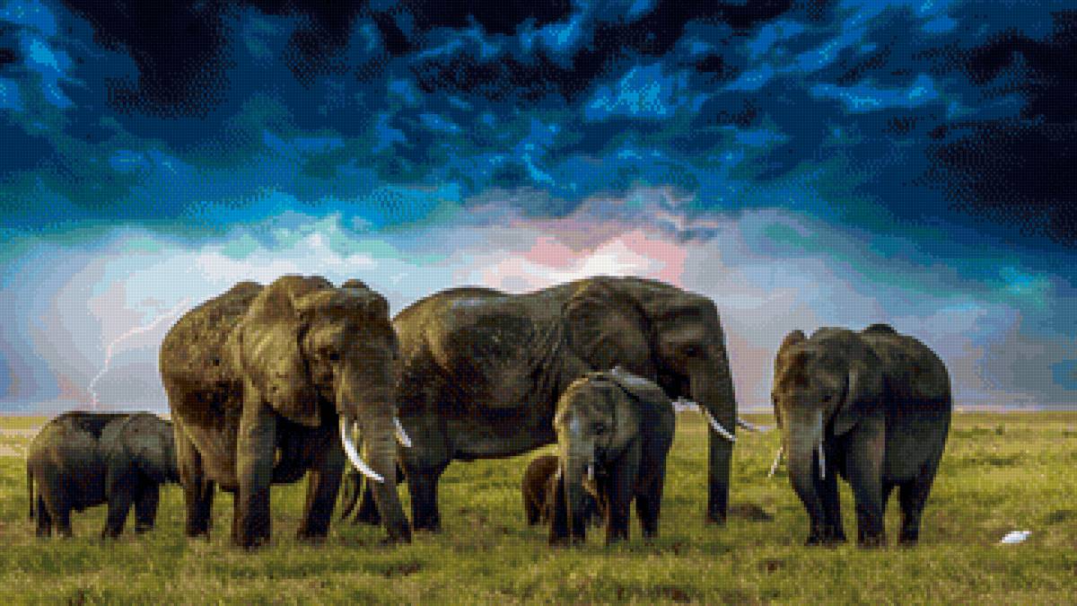 Семья слонов - слоны, семья, африка - предпросмотр