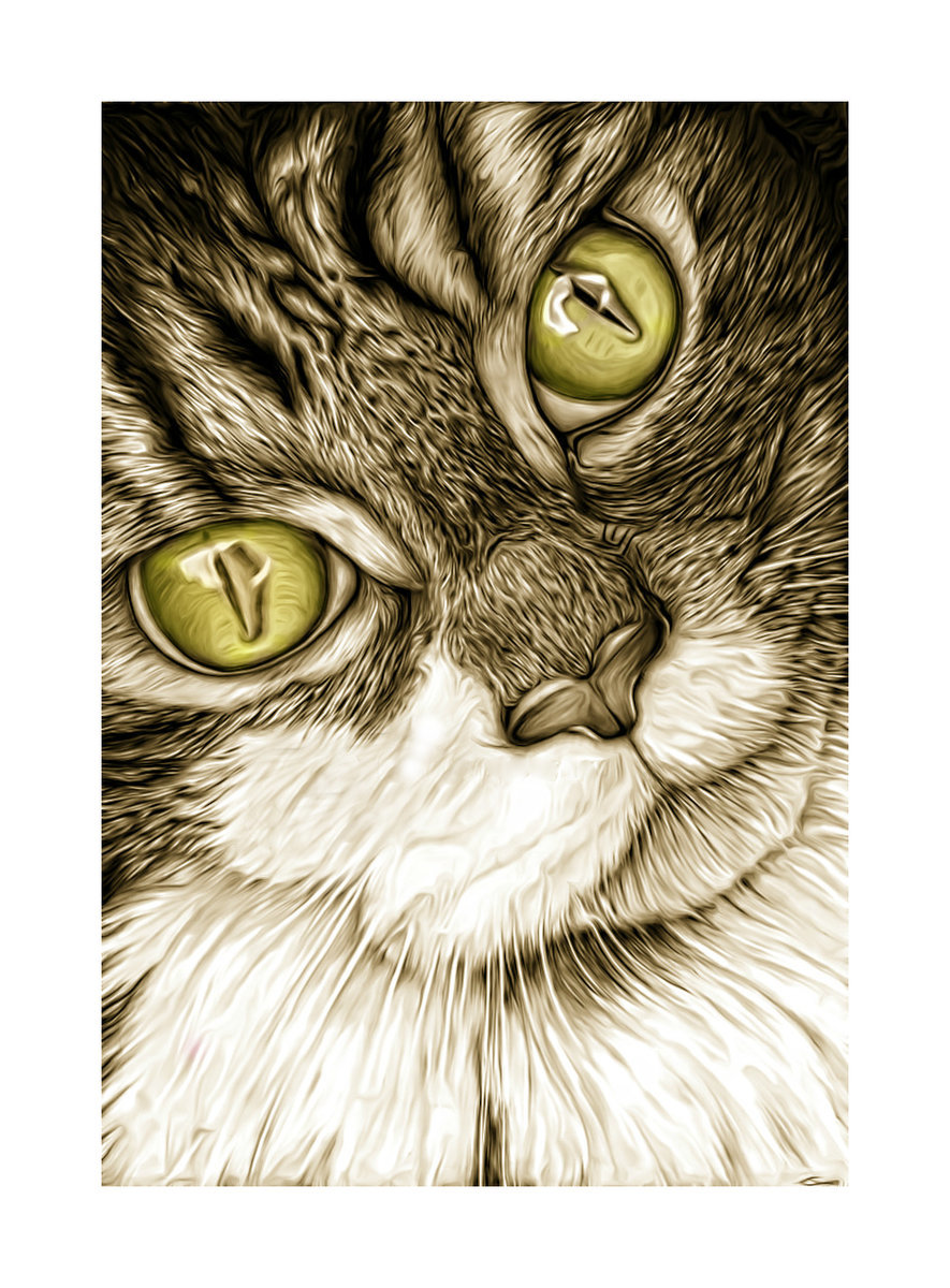 Графический портрет кота - портрет, кот, кошки - оригинал