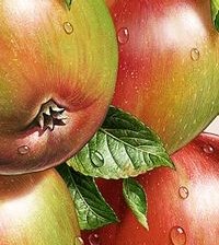 Схема вышивки «Яблоки»