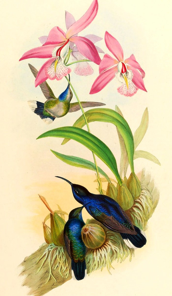 Pássaros . - pássaros. flores. - оригинал