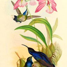 Схема вышивки «Pássaros .»