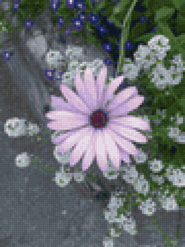 Сиреневая ромашка Гамма - ромашка, цветы - предпросмотр