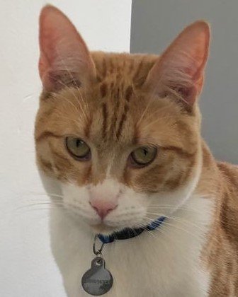 mate gatito - mate - оригинал