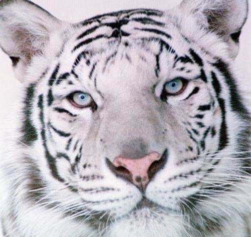 Тигр белый - тигр, дикие кошки, большие кошки - оригинал