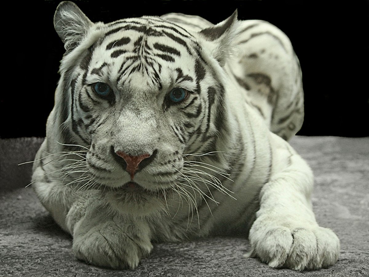 Белый тигр - большие кошки, животные, тигр - оригинал