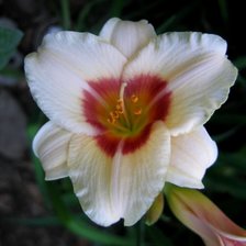 Схема вышивки «Лилейник силоам наггет»