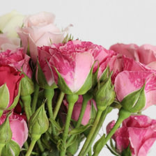 Схема вышивки «Роза кустовая»