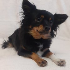 Схема вышивки «Красотка»