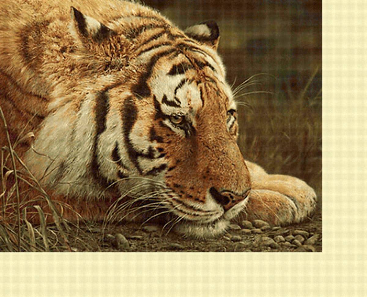 Серия "Хищники". Тигр - животные, хищники, тигр - предпросмотр