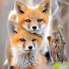 Схема вышивки «лисята»