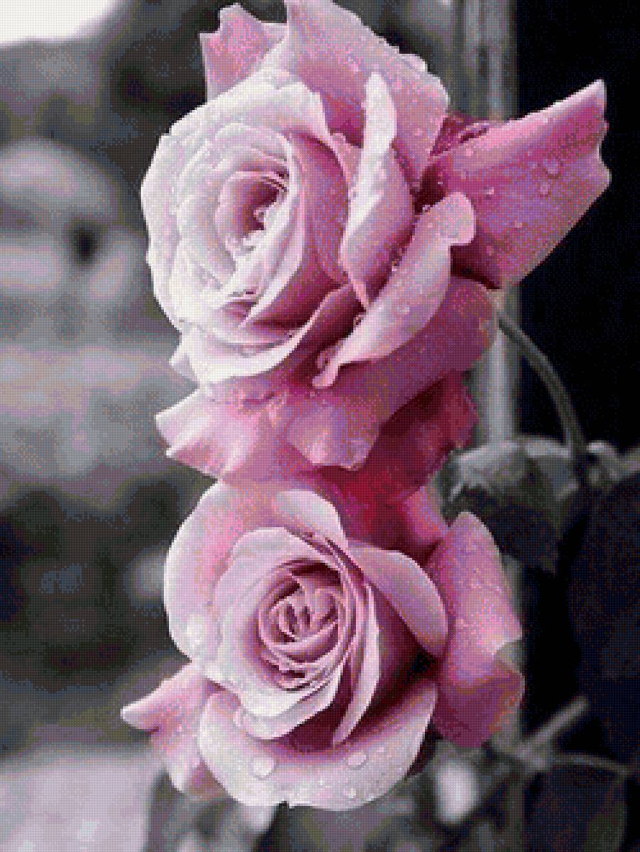 Розы - предпросмотр