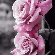 Схема вышивки «Розы»