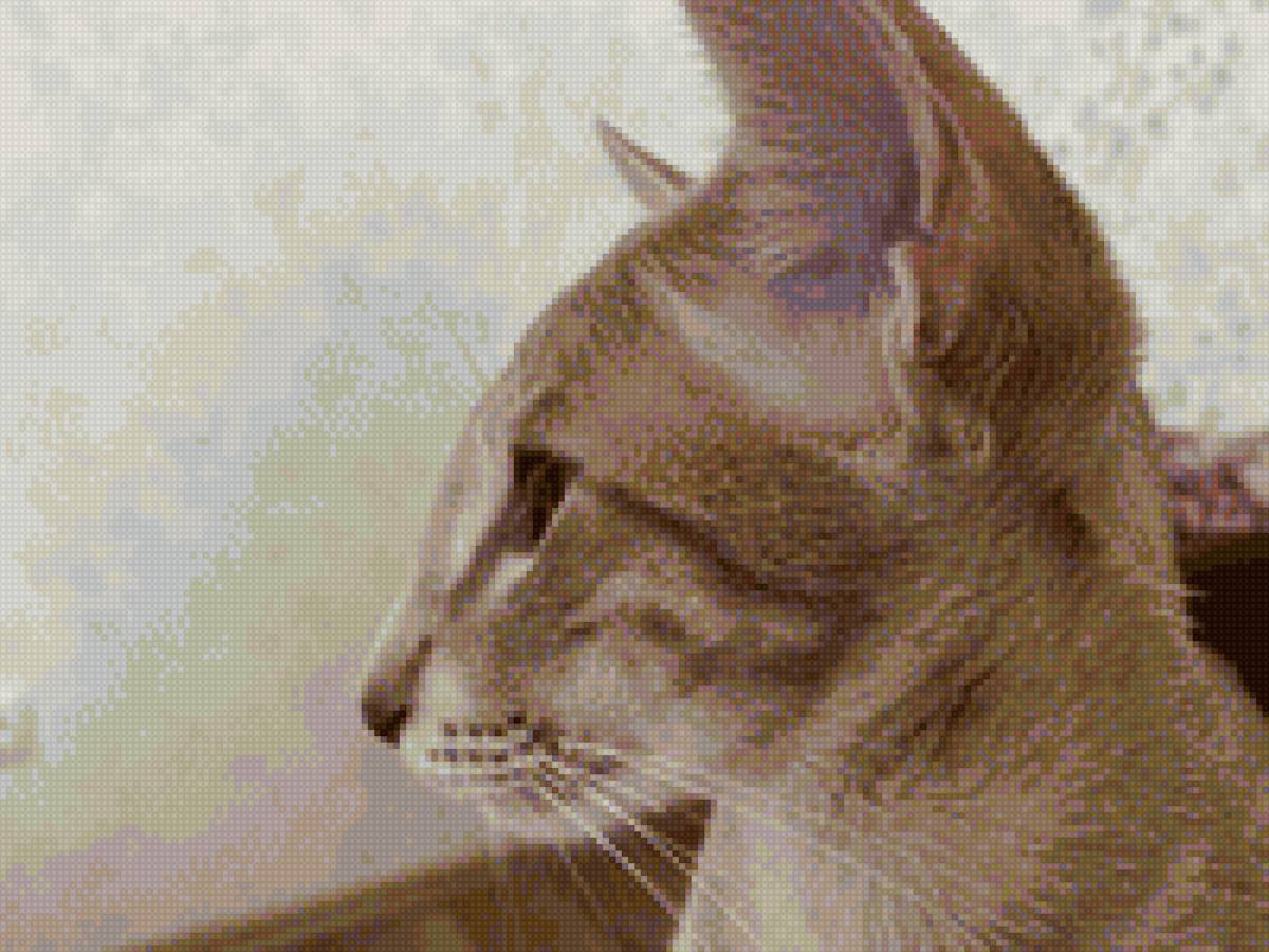 Ориентальный кот - животные, кот, ориентал - предпросмотр