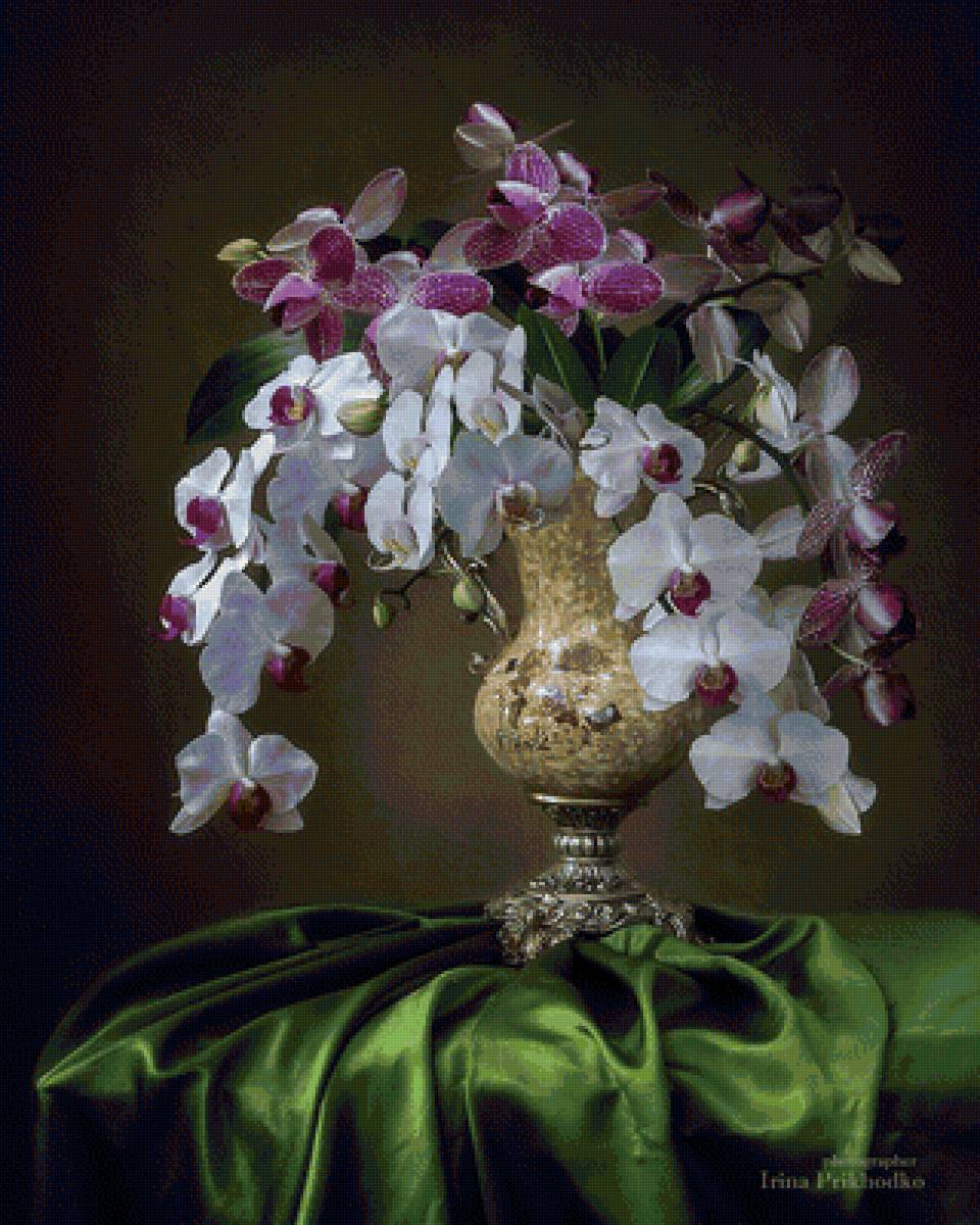 Орхидея - орхидея, цветы - предпросмотр