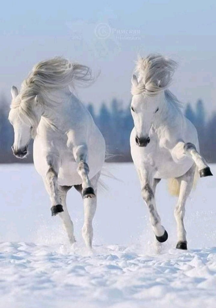 Лошади зимой - миф, лошади - оригинал