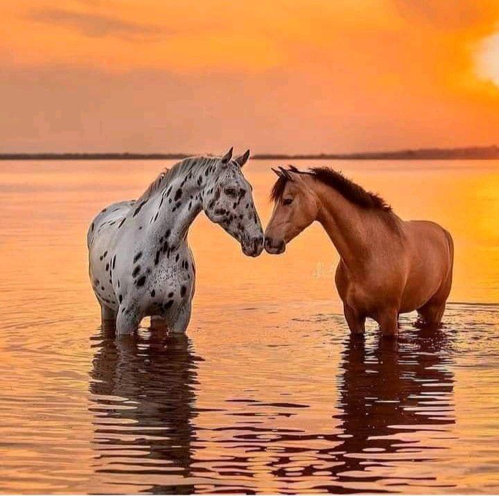 Любовь - лошади, миф - оригинал