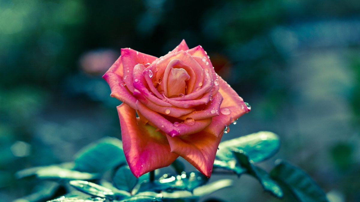 Цветок розы - цветок, цветы, роза - оригинал